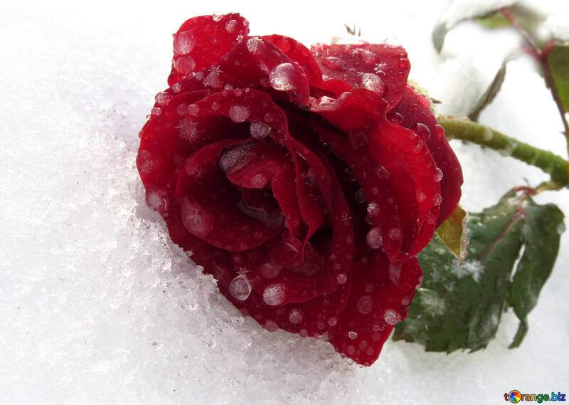 Frozen rose with drops №17012