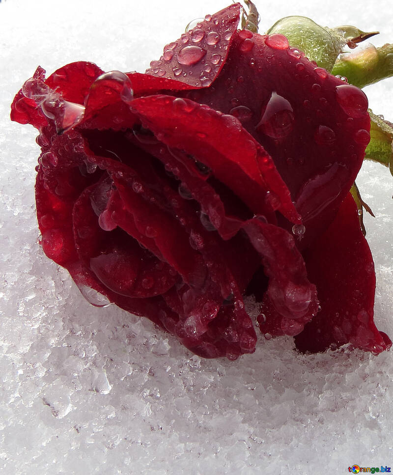 Rosa de hielo №17007