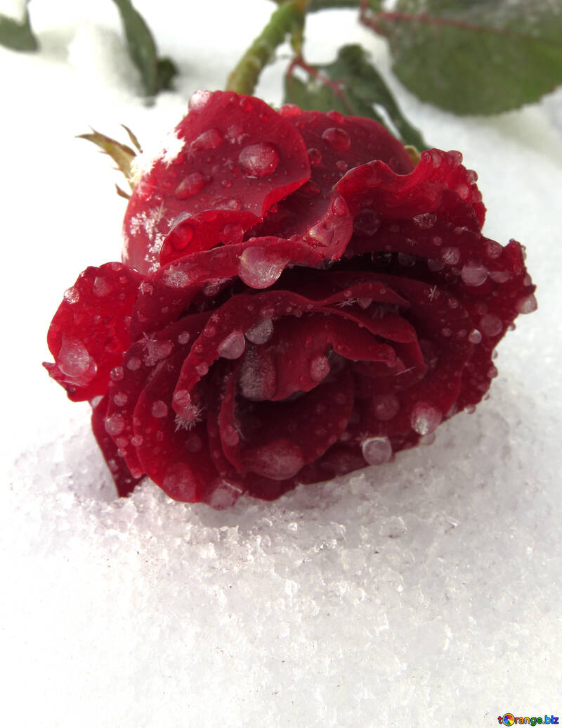 Роза лежить на снігу №17021