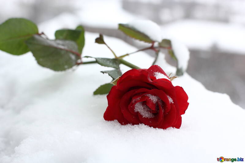 Червона троянда зима сніг №17829