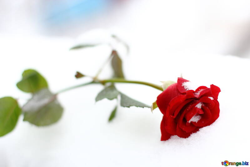 Троянда на снігу №17820