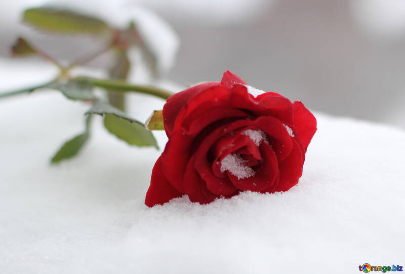 Roses dans la neige №17821