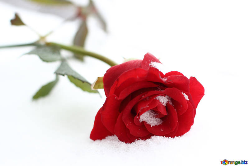 Троянда на снігу №17826