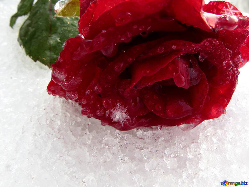 Schneeflocken auf rote rose №17003