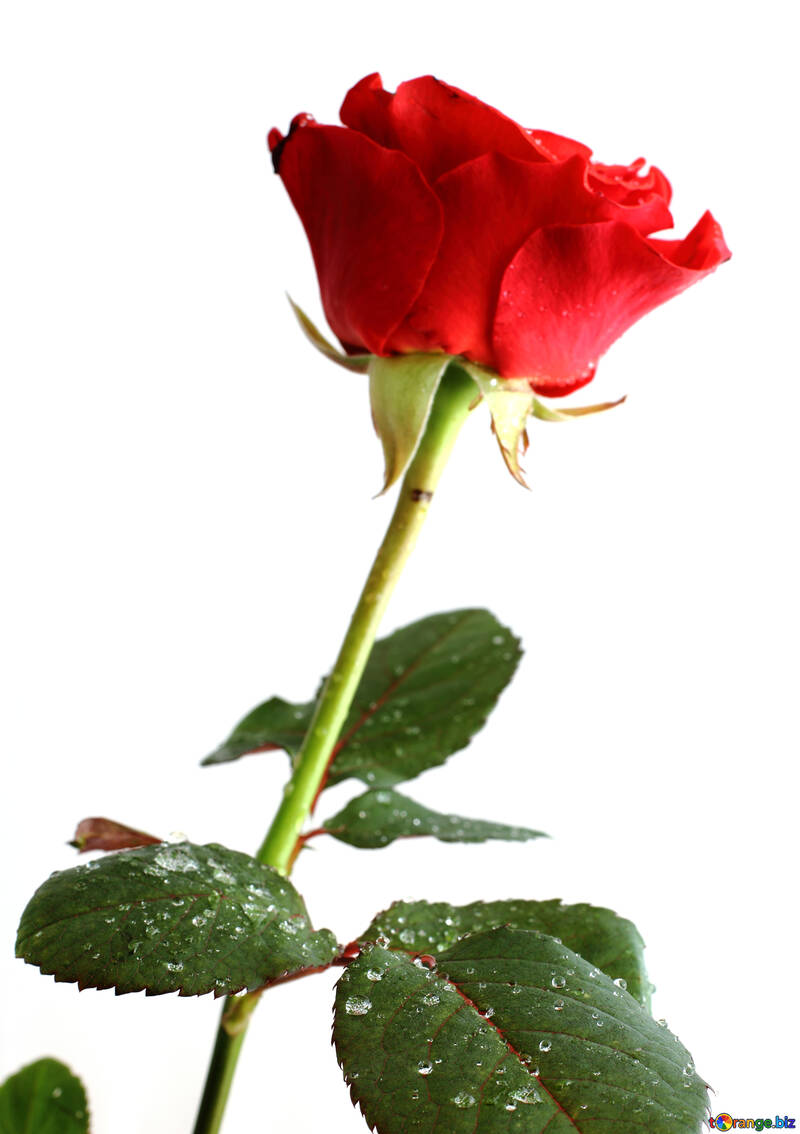 Краплі на листі троянди №17035
