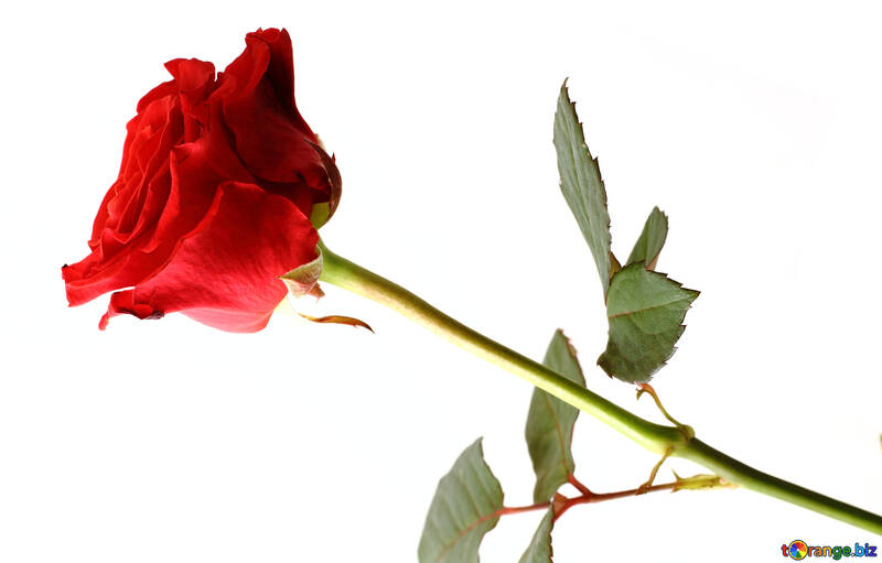 Роза на 8 березня №17052