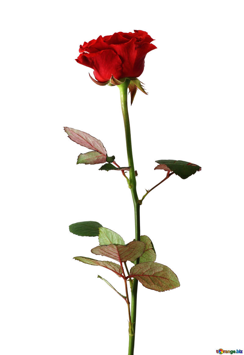 Роза на листівці №17078