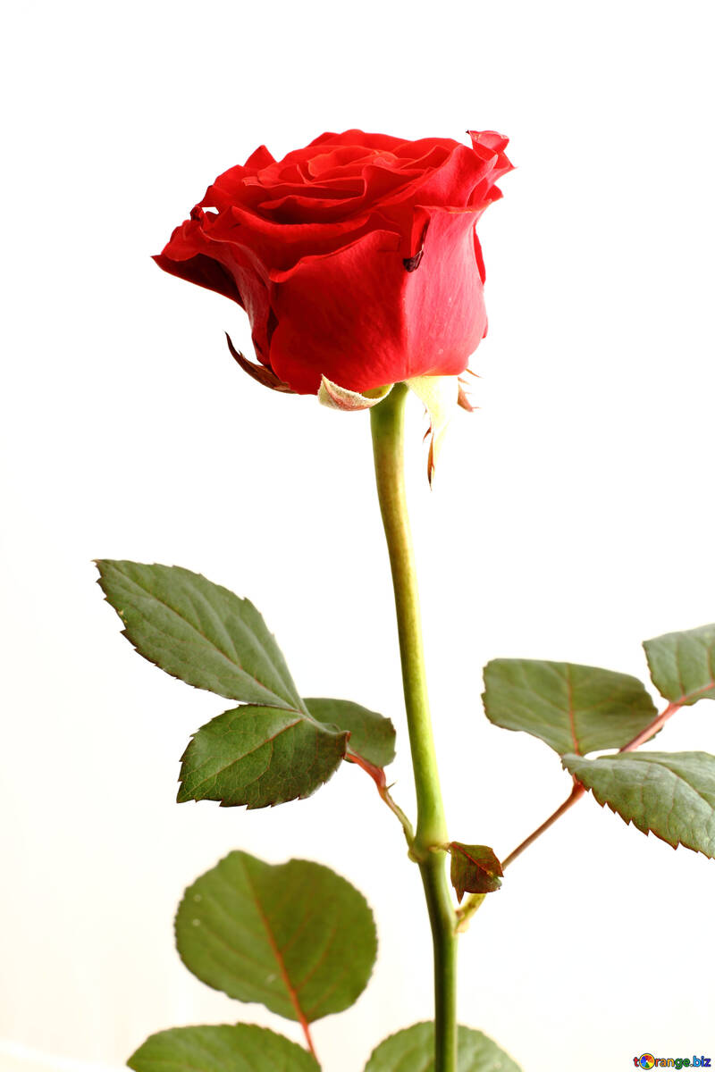 Rosa roja de la flor №17044