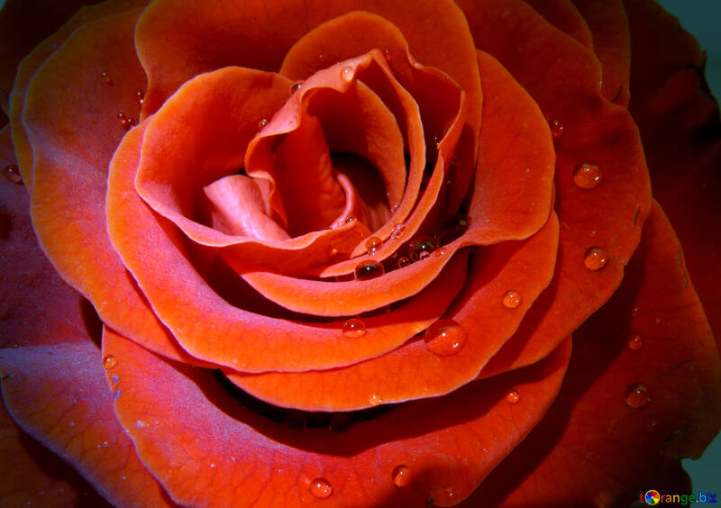Dew on rose petals №17119