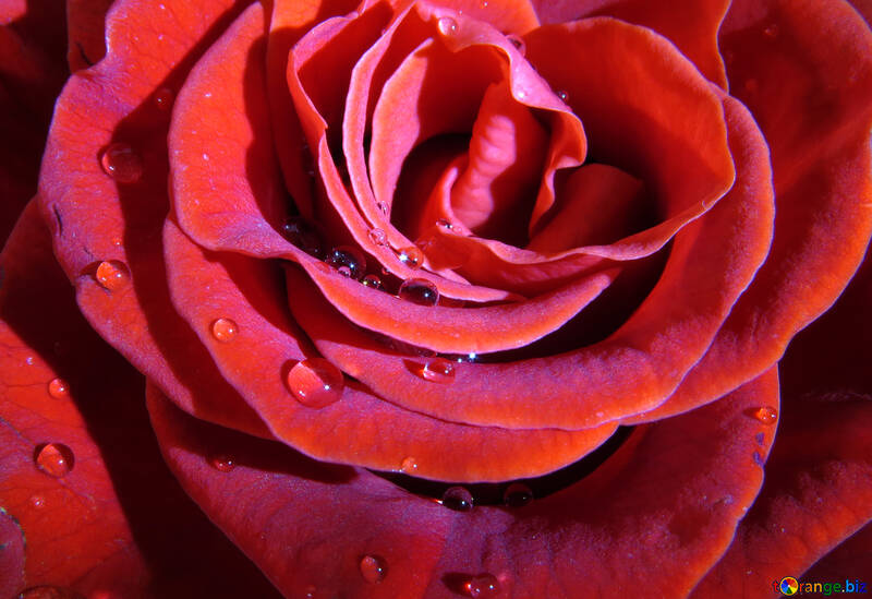 Краплі на пелюстках троянди №17117