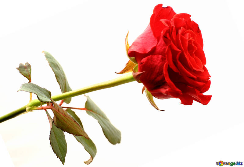 Rote Rose №17049