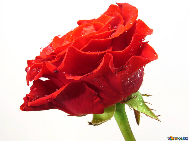 Rosa rossa №17103