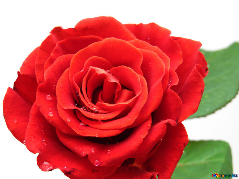 Rote Rose №17135