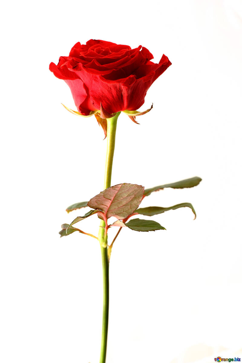 Довга червона троянда №17063