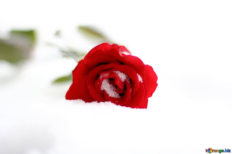 Червона троянда в снігу №17823