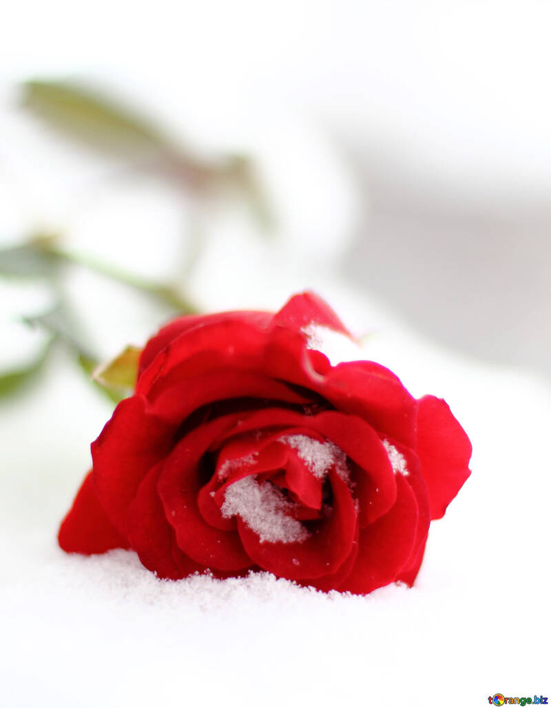 Rosas rojas en la nieve №17824