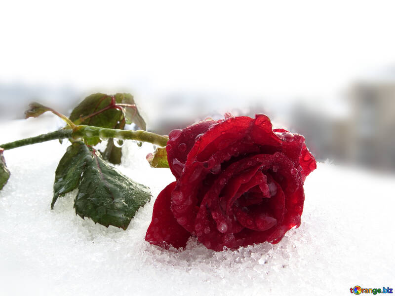 Rosa vermelha na neve №17011