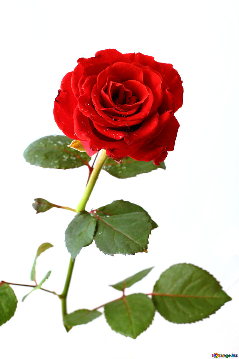 Rose mit Tropfen auf weißem Hintergrund №17032