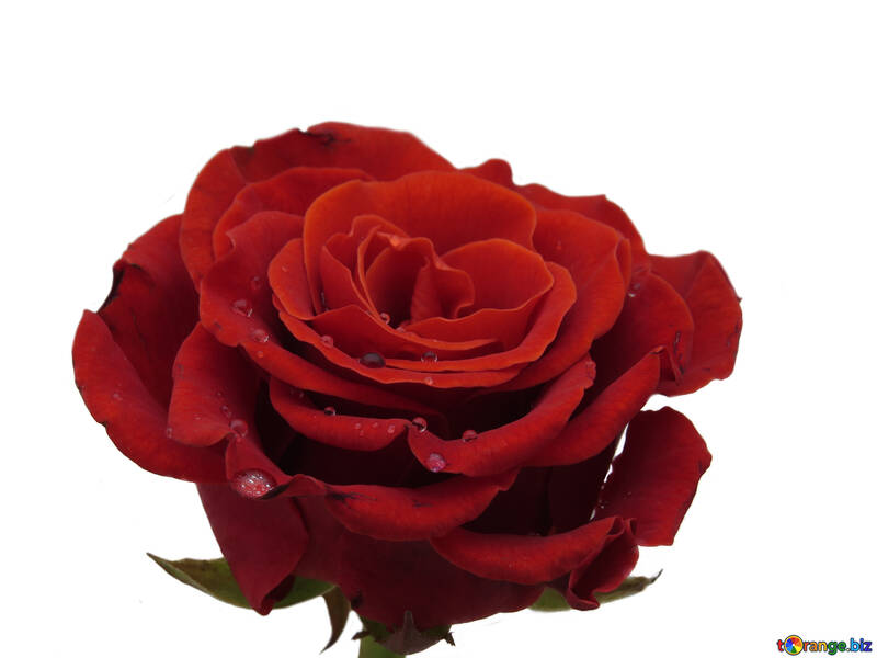 Full-blown rosas №17131