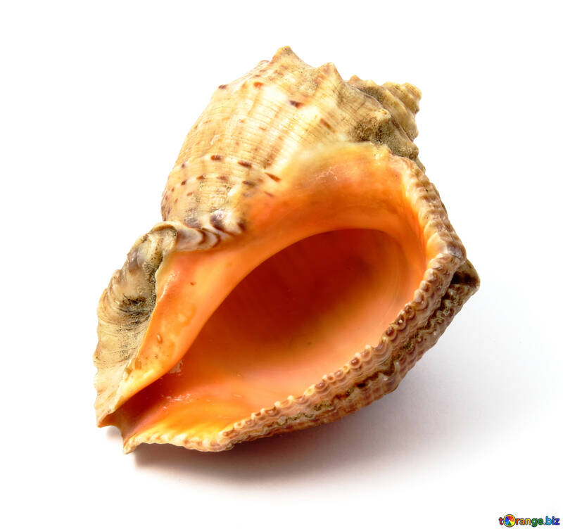 Rapana seashell on white background №17389