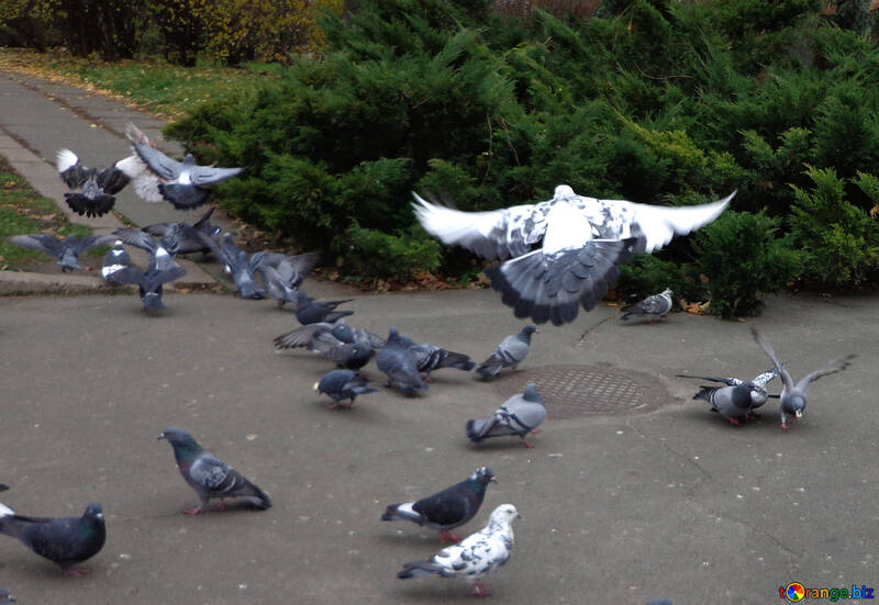 Pigeons dans la ville №17690