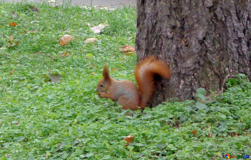 Squirrel with nut №17679