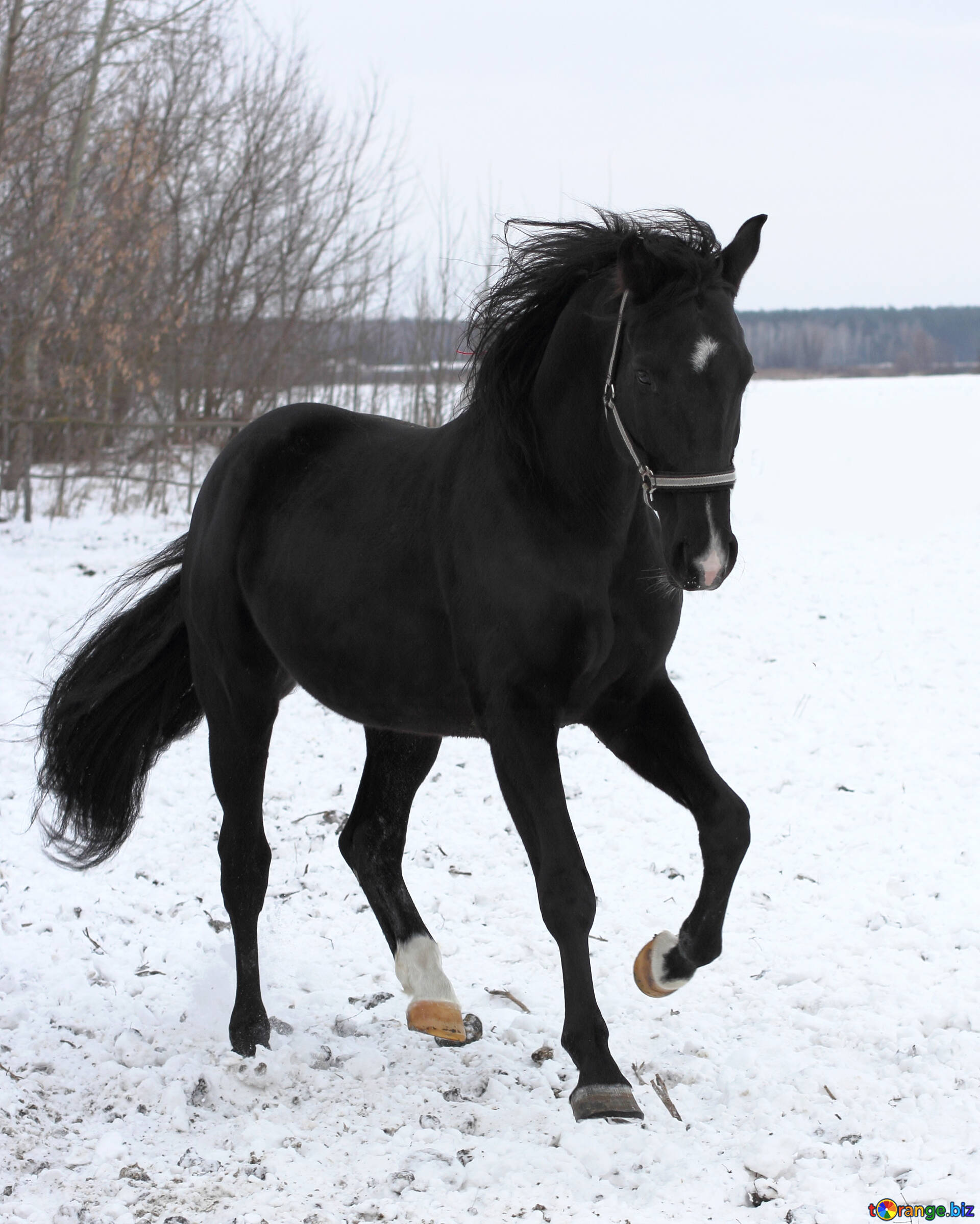 Jogos Pretos Do Cavalo Do Frisão No Inverno Foto de Stock - Imagem