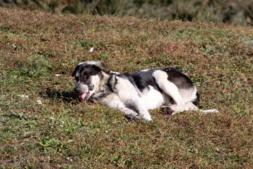 Dog lying on the grass №18629