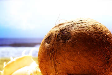 Coconut on the beach №18785