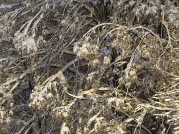 Rami di albero piegato sotto la neve №18061
