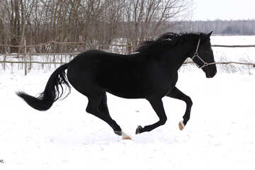 Horse running in winter №18192