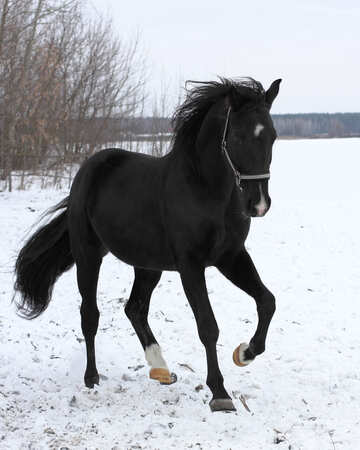 Pferd im winter №18197