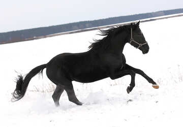 Horse in snowy field №18193