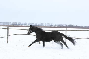 Horse in winter №18195