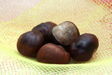 Horse chestnut №18011