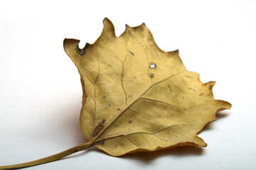 Autumn leaf №18028