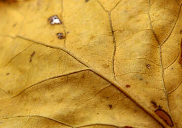 La textura es de hojas secas №18029