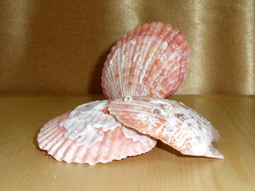 Pearl shell №18143