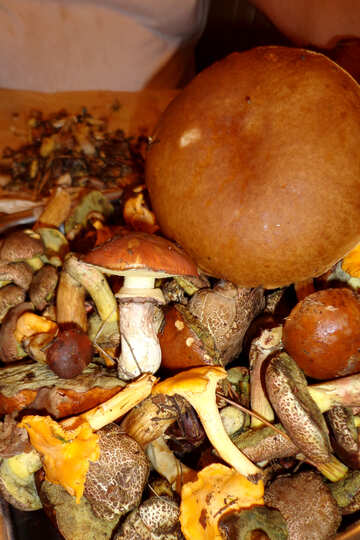 Edible mushrooms №18054