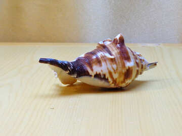 Seashell №18182