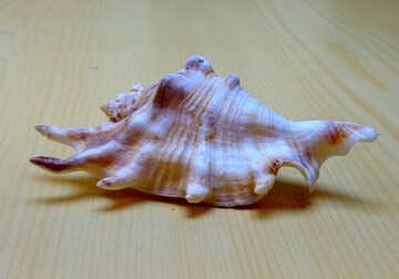 シェルのムール貝 №18185