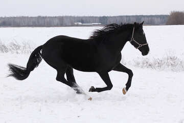 雪の中で馬 №18191