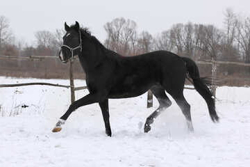 Horse walking in snow