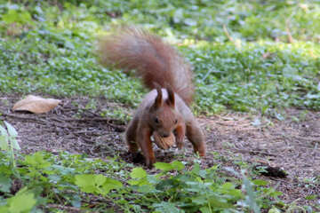 Squirrel with nut №18619