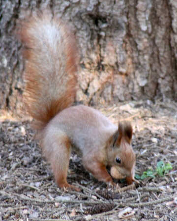Squirrel hides nuts №18617