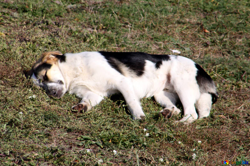 Cão dorme na grama №18630