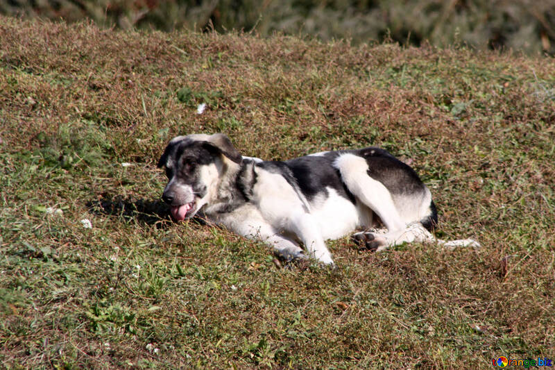 Cão deitado na grama №18629