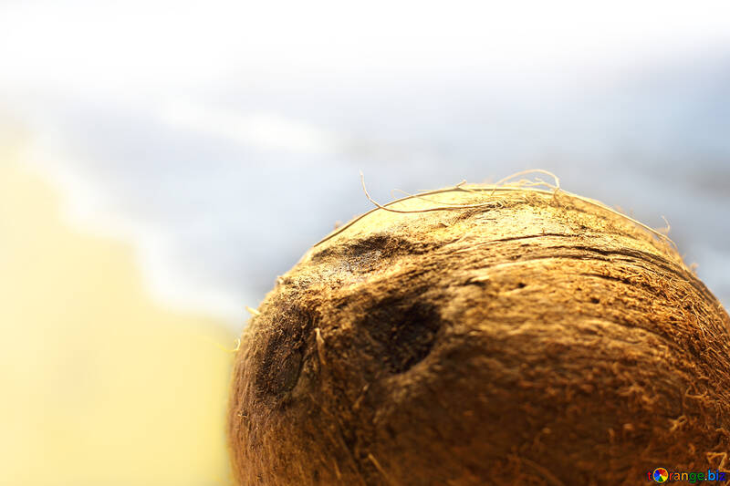 Coconut №18790