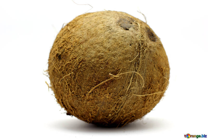 Coconut №18800