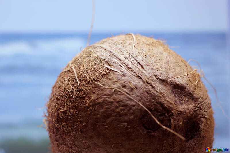 Coconut №18791